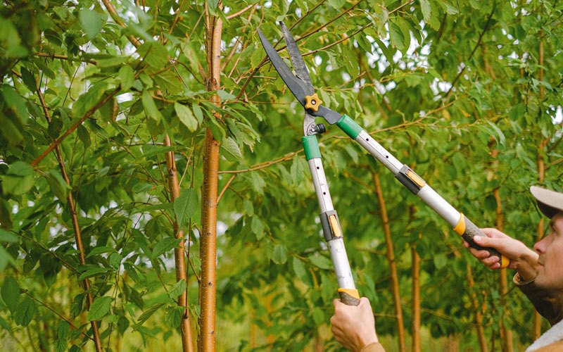 Tree trimming in Mehama, OR